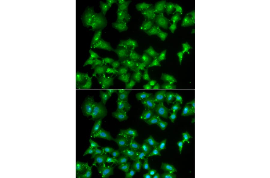 Immunofluorescence - ELF3 antibody from Signalway Antibody (38856) - Antibodies.com