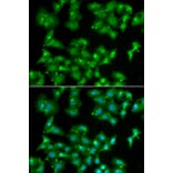 Immunofluorescence - ELF3 antibody from Signalway Antibody (38856) - Antibodies.com