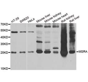 Western blot - MSRA antibody from Signalway Antibody (38869) - Antibodies.com