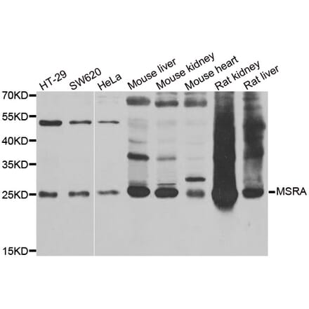 Western blot - MSRA antibody from Signalway Antibody (38869) - Antibodies.com