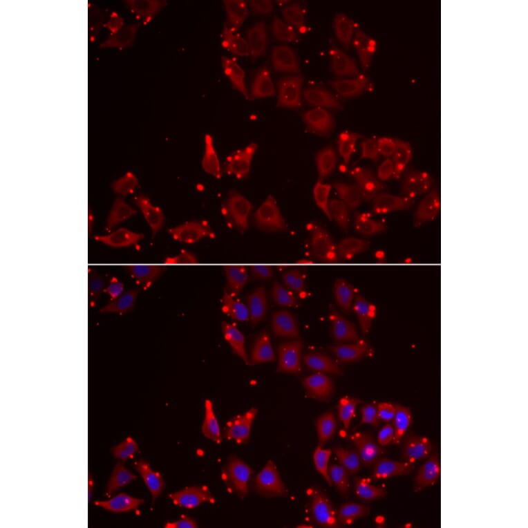 Immunofluorescence - MSRA antibody from Signalway Antibody (38869) - Antibodies.com