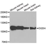 Western blot - OGDH antibody from Signalway Antibody (38871) - Antibodies.com
