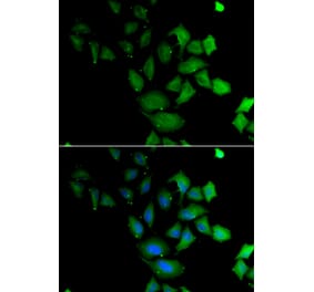 Immunofluorescence - PSG1 antibody from Signalway Antibody (38879) - Antibodies.com