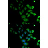 Immunofluorescence - PSG1 antibody from Signalway Antibody (38879) - Antibodies.com
