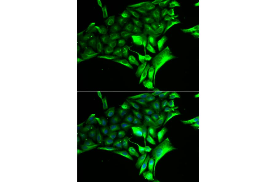 Immunofluorescence - PYGB antibody from Signalway Antibody (38881) - Antibodies.com