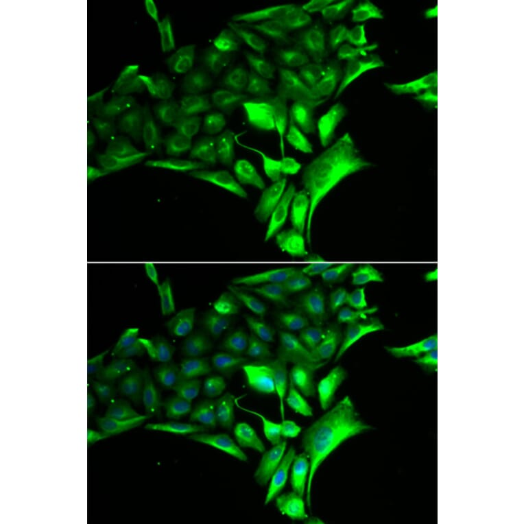 Immunofluorescence - PYGB antibody from Signalway Antibody (38881) - Antibodies.com