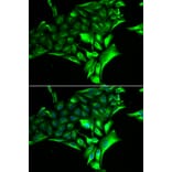 Immunofluorescence - PYGB antibody from Signalway Antibody (38881) - Antibodies.com