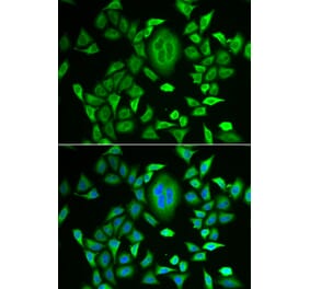 Immunofluorescence - RBP3 antibody from Signalway Antibody (38882) - Antibodies.com