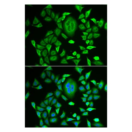 Immunofluorescence - RBP3 antibody from Signalway Antibody (38882) - Antibodies.com