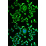Immunofluorescence - RBP3 antibody from Signalway Antibody (38882) - Antibodies.com