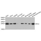 Western blot - RPL9 antibody from Signalway Antibody (38885) - Antibodies.com