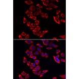 Immunofluorescence - RPL9 antibody from Signalway Antibody (38885) - Antibodies.com