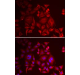 Immunofluorescence - XCL1 antibody from Signalway Antibody (38887) - Antibodies.com
