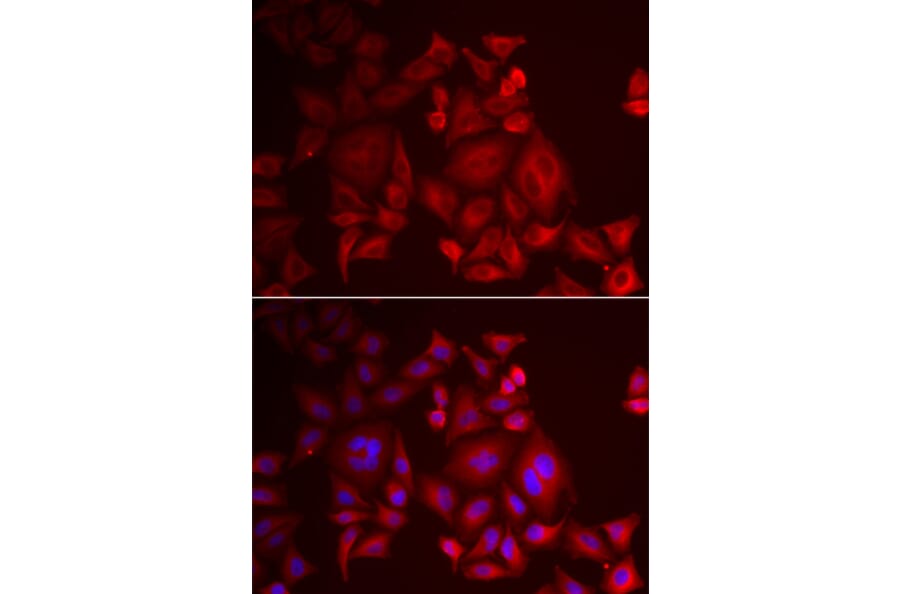 Immunofluorescence - XCL1 antibody from Signalway Antibody (38887) - Antibodies.com