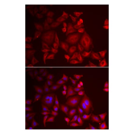 Immunofluorescence - XCL1 antibody from Signalway Antibody (38887) - Antibodies.com