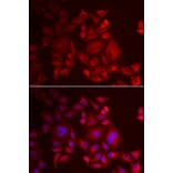 Immunofluorescence - XCL1 antibody from Signalway Antibody (38887) - Antibodies.com