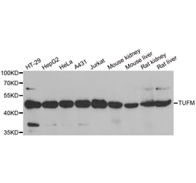Western blot - TUFM antibody from Signalway Antibody (38901) - Antibodies.com