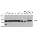 Western blot - TUFM antibody from Signalway Antibody (38901) - Antibodies.com