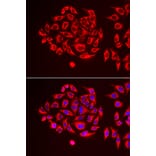 Immunofluorescence - TUFM antibody from Signalway Antibody (38901) - Antibodies.com
