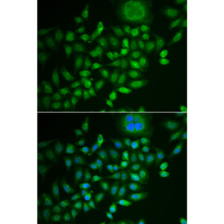 Immunofluorescence - SCG2 antibody from Signalway Antibody (38903) - Antibodies.com