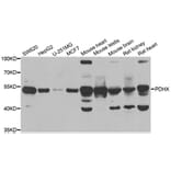 Western blot - PDHX antibody from Signalway Antibody (38904) - Antibodies.com