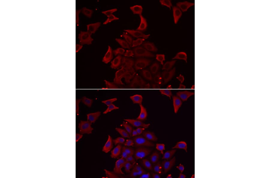 Immunofluorescence - PDHX antibody from Signalway Antibody (38904) - Antibodies.com