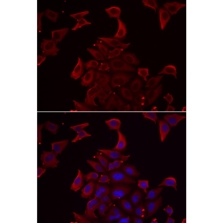 Immunofluorescence - PDHX antibody from Signalway Antibody (38904) - Antibodies.com