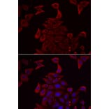 Immunofluorescence - PDHX antibody from Signalway Antibody (38904) - Antibodies.com