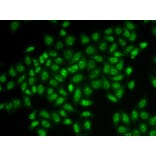 Immunofluorescence - COIL antibody from Signalway Antibody (38906) - Antibodies.com