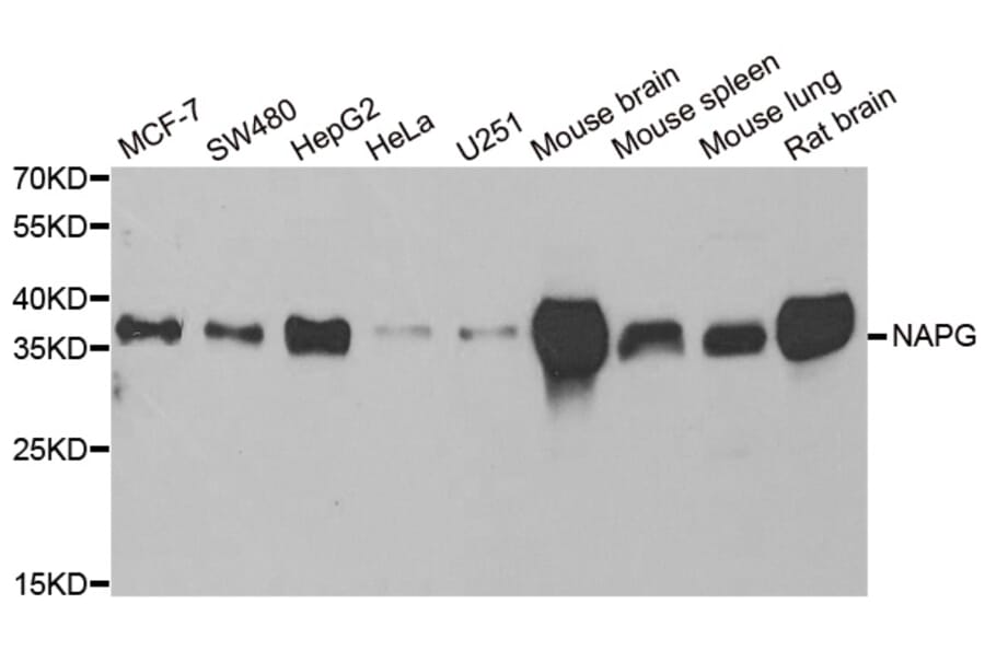 Western blot - NAPG antibody from Signalway Antibody (38910) - Antibodies.com