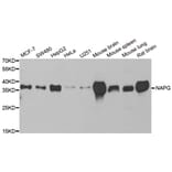 Western blot - NAPG antibody from Signalway Antibody (38910) - Antibodies.com