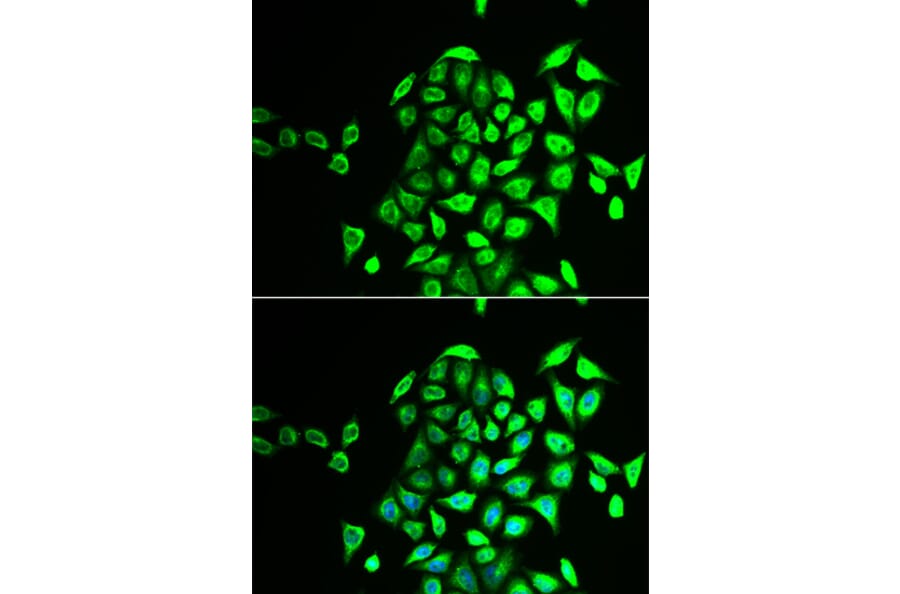 Immunofluorescence - NAPG antibody from Signalway Antibody (38910) - Antibodies.com