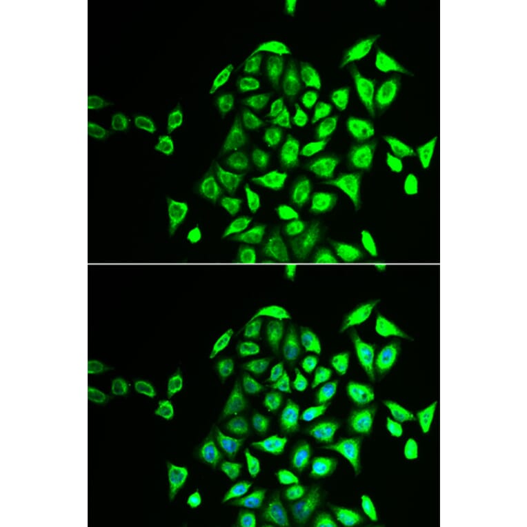Immunofluorescence - NAPG antibody from Signalway Antibody (38910) - Antibodies.com