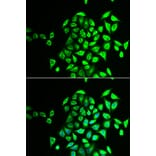 Immunofluorescence - NAPG antibody from Signalway Antibody (38910) - Antibodies.com