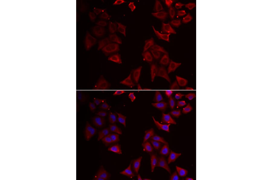 Immunofluorescence - NCR1 antibody from Signalway Antibody (38916) - Antibodies.com
