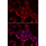 Immunofluorescence - MYOT antibody from Signalway Antibody (38917) - Antibodies.com