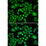 Immunofluorescence - H6PD antibody from Signalway Antibody (38918) - Antibodies.com