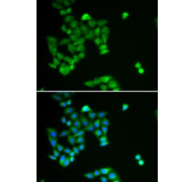 Immunofluorescence - PJA2 antibody from Signalway Antibody (38922) - Antibodies.com