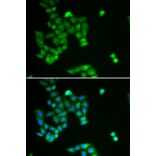 Immunofluorescence - PJA2 antibody from Signalway Antibody (38922) - Antibodies.com