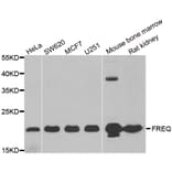 Western blot - NCS1 antibody from Signalway Antibody (38932) - Antibodies.com