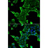 Immunofluorescence - NCS1 antibody from Signalway Antibody (38932) - Antibodies.com