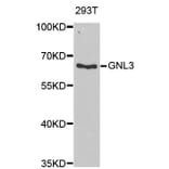 Western blot - GNL3 antibody from Signalway Antibody (38936) - Antibodies.com