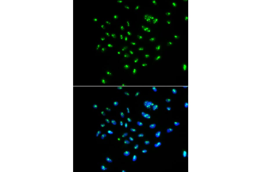 Immunofluorescence - GNL3 antibody from Signalway Antibody (38936) - Antibodies.com