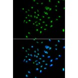 Immunofluorescence - GNL3 antibody from Signalway Antibody (38936) - Antibodies.com