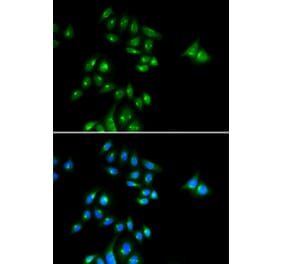 Immunofluorescence - PHC3 antibody from Signalway Antibody (38952) - Antibodies.com
