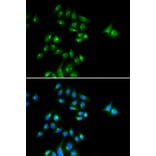 Immunofluorescence - PHC3 antibody from Signalway Antibody (38952) - Antibodies.com