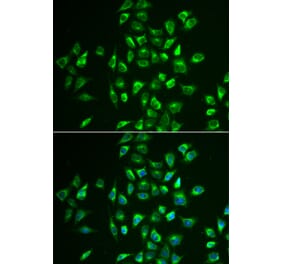 Immunofluorescence - LNX1 antibody from Signalway Antibody (38954) - Antibodies.com