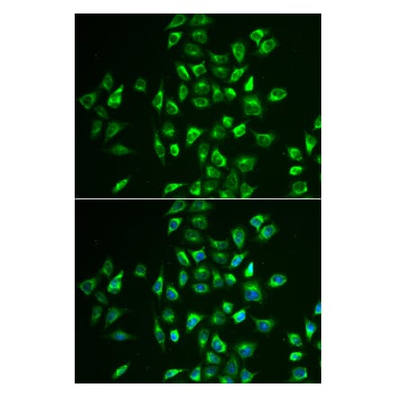 Immunofluorescence - LNX1 antibody from Signalway Antibody (38954) - Antibodies.com