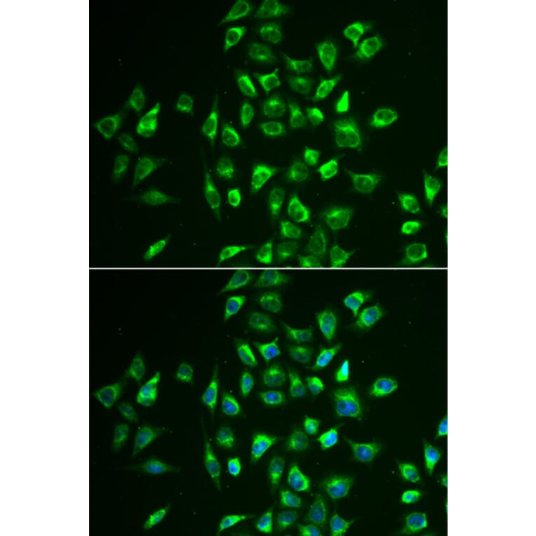 Immunofluorescence - LNX1 antibody from Signalway Antibody (38954) - Antibodies.com