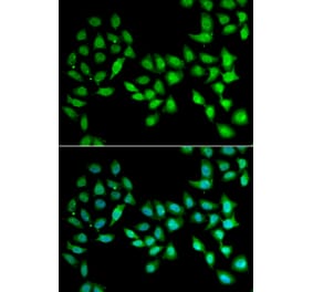 Immunofluorescence - UCN2 antibody from Signalway Antibody (38957) - Antibodies.com